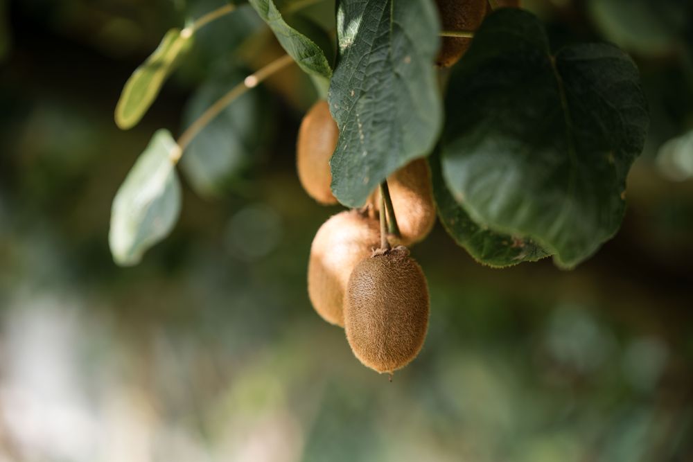 Kiwi del nostro giardino