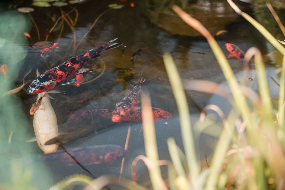 Koi-Karpfen im Gartenteich