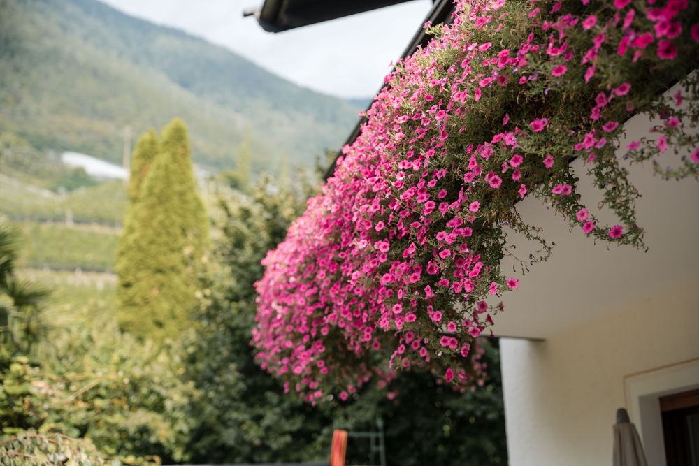Gerani in fiore sulla casa